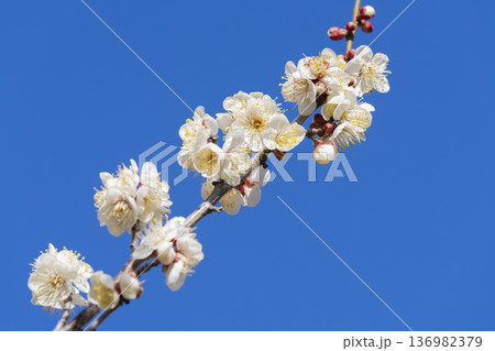 白い梅の花 136982379