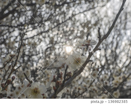 朝陽を浴びて。凛と咲く白梅の柔らかな春 136982385