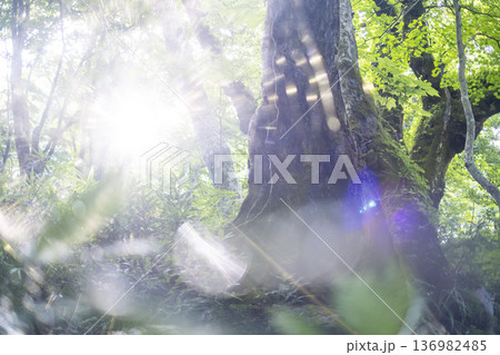 新緑の森・エコイメージ　奥大山 136982485