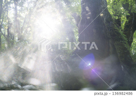 新緑の森・エコイメージ　奥大山 136982486