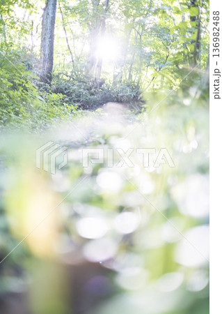 新緑の森・エコイメージ 奥大山 新緑の森・エコイメージ 奥大山 136982488