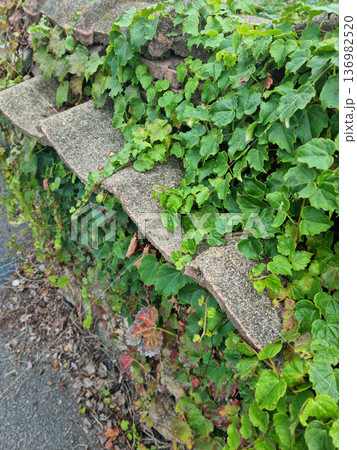It's a stone wall and ivy. 136982520
