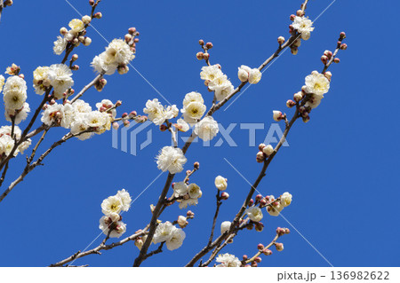 白い梅の花 136982622