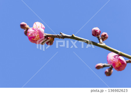 ピンクの梅の花 ピンクの梅の花 136982623