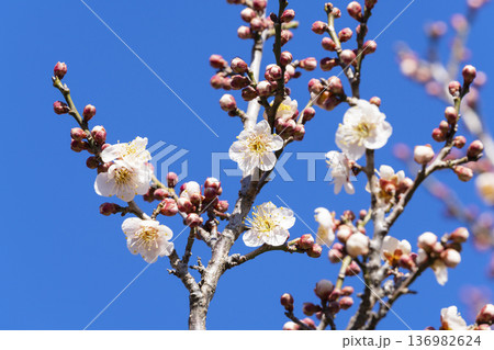 白い梅の花 白い梅の花 136982624