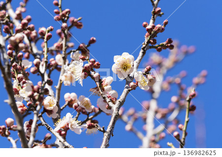 白い梅の花 白い梅の花 136982625