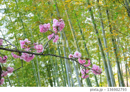あいち健康の森公園の八重桜 136982793