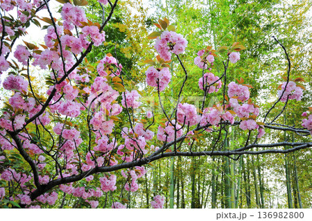 あいち健康の森公園の八重桜 136982800