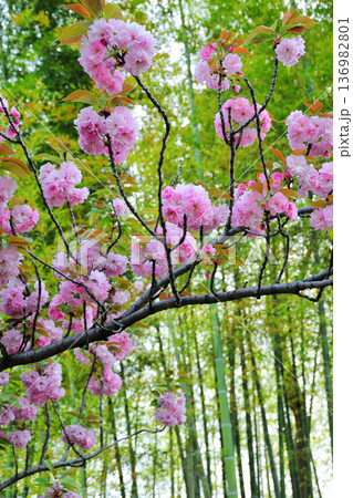 あいち健康の森公園の八重桜 136982801