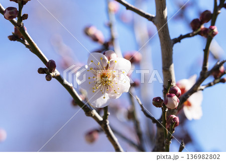 白い梅の花 136982802