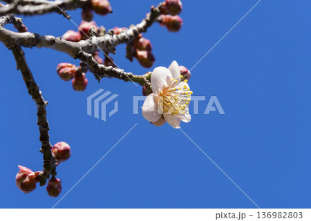 白い梅の花 136982803