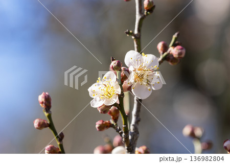白い梅の花 白い梅の花 136982804