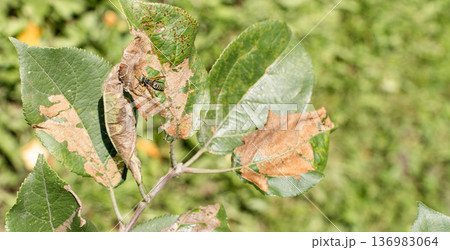 Apple tree leaves showing brown damage from fungal infection and browning, with a wasp crawling on the affected foliage Apple tree leaves showing brown damage from fungal infection and browning, with a wasp crawling on the affected foliage 136983064