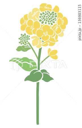 菜の花のベクターイラスト|春の花背景・和風テキスタイルデザイン素材 菜の花のベクターイラスト|春の花背景・和風テキスタイルデザイン素材 136983115