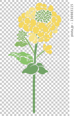 菜の花のベクターイラスト|春の花背景・和風テキスタイルデザイン素材 菜の花のベクターイラスト|春の花背景・和風テキスタイルデザイン素材 136983115