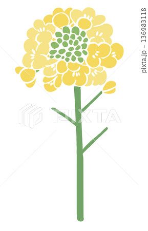 菜の花のベクターイラスト｜春の花背景・和風テキスタイルデザイン素材 136983118