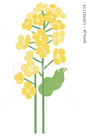 菜の花のベクターイラスト|春の花背景・和風テキスタイルデザイン素材 菜の花のベクターイラスト|春の花背景・和風テキスタイルデザイン素材 136983119