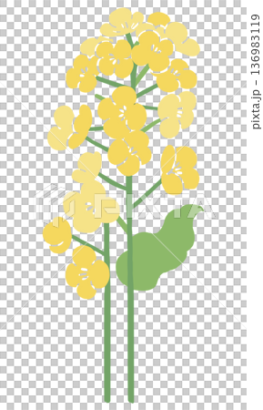 Vector illustration of rapeseed flowers | Spring flower background, Japanese-style textile design material Vector illustration of rapeseed flowers | Spring flower background, Japanese-style textile design material 136983119