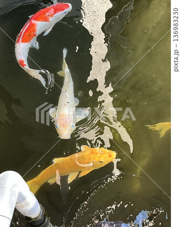 鯉と波紋 鯉と波紋 136983230