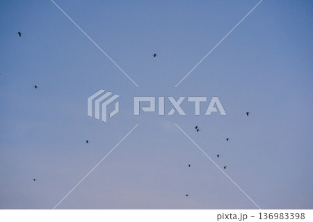 nature and landscape concept with bird and twilight sky background on the morning nature and landscape concept with bird and twilight sky background on the morning 136983398