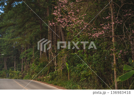 travel in nature concept with pink cherry blossom tree and country road in springtime season travel in nature concept with pink cherry blossom tree and country road in springtime season 136983418