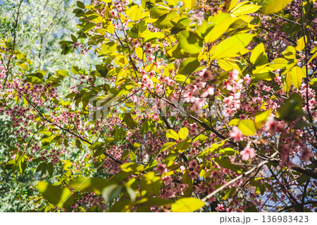 travel in nature concept with pink cherry blossom tree and clear sky in springtime season travel in nature concept with pink cherry blossom tree and clear sky in springtime season 136983423