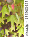トウカエデの葉 136983425