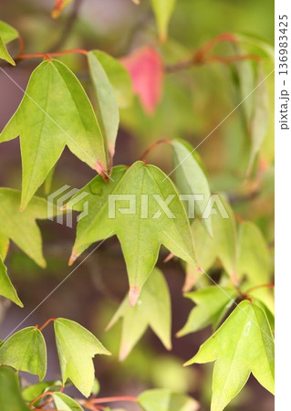 トウカエデの葉 トウカエデの葉 136983425