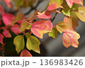 ミヤサマカエデの紅葉 136983426
