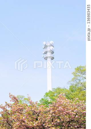 あいち健康の森公園の八重桜 136983435