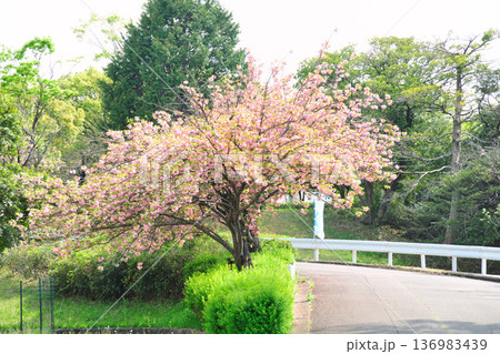 あいち健康の森公園の八重桜 136983439