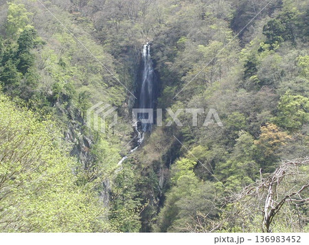新緑に包まれた春の長野県の松川渓谷 136983452