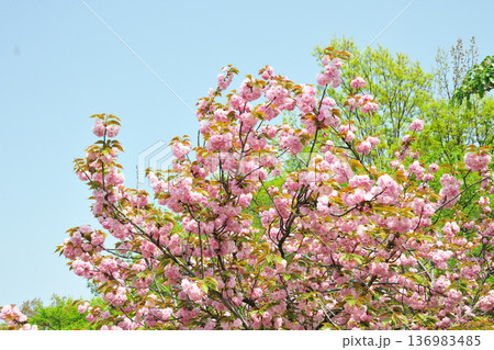 あいち健康の森公園の八重桜 136983485