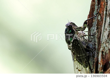 木にとまるミンミンゼミ 136983504
