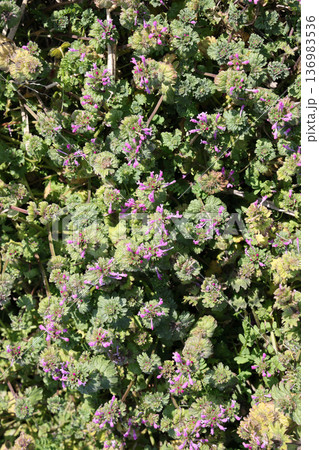 ホトケノザ 仏の座 136983536