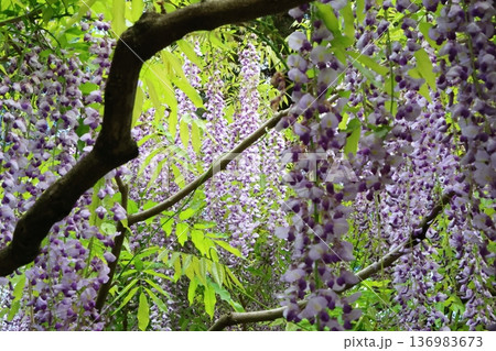 藤の花のある風景 藤の花のある風景 136983673