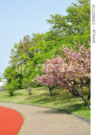 あいち健康の森公園の新緑 136983718