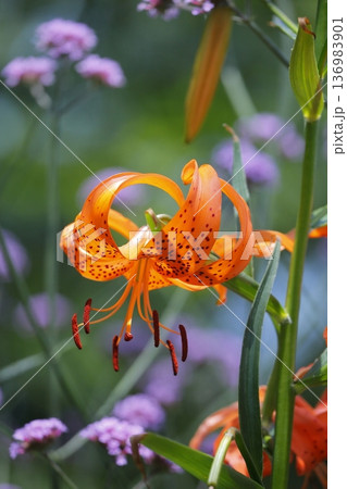 オレンジ色のオニユリの花 136983901