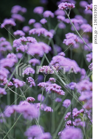 紫色のサンジャクバーベナの花 紫色のサンジャクバーベナの花 136983903