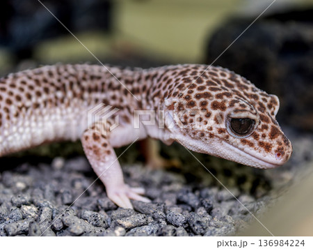 ヒョウモントカゲモドキ 136984224