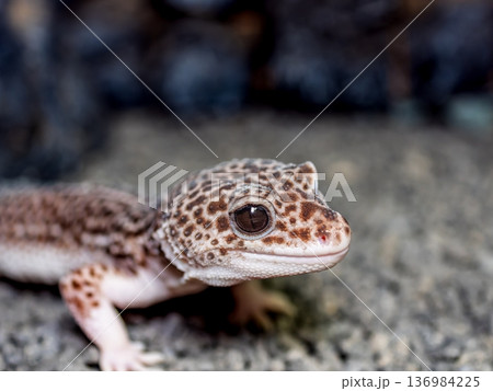 ヒョウモントカゲモドキ ヒョウモントカゲモドキ 136984225