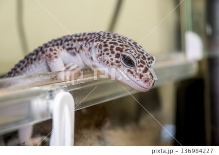 ヒョウモントカゲモドキ ヒョウモントカゲモドキ 136984227