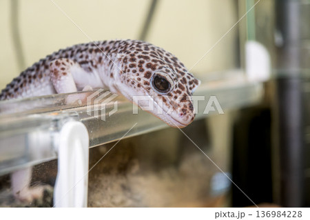 ヒョウモントカゲモドキ ヒョウモントカゲモドキ 136984228