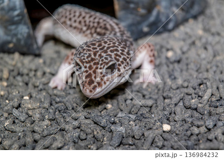 ヒョウモントカゲモドキ 136984232