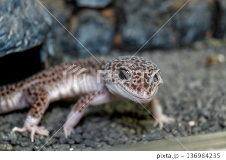 ヒョウモントカゲモドキ 136984235
