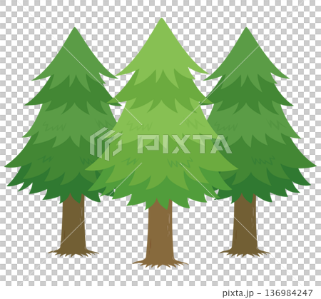 3本のスギの木のイラスト 3本のスギの木のイラスト 136984247