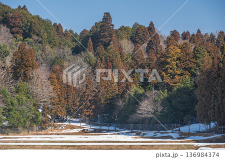奥琵琶湖の山林風景 滋賀県長浜市永原 奥琵琶湖の山林風景 滋賀県長浜市永原 136984374