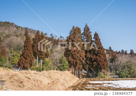 奥琵琶湖の残雪の棚田　滋賀県長浜市永原 136984377