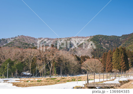 奥琵琶湖の残雪の棚田　滋賀県長浜市永原 136984385