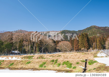 奥琵琶湖の残雪の棚田　滋賀県長浜市永原 136984389